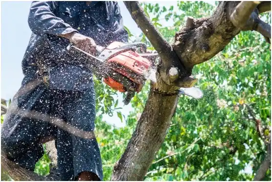 tree services Sutton